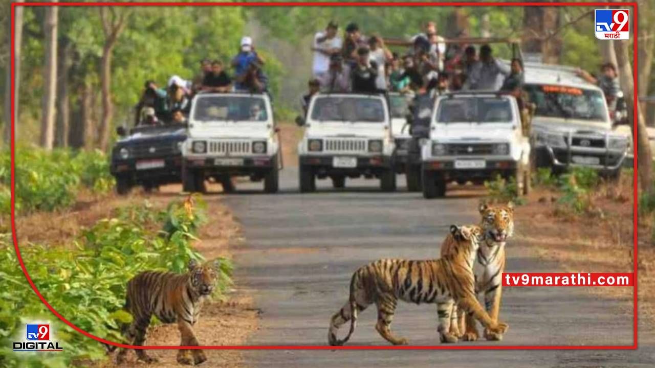 Nagpur Tourism | लखलखत्या प्रकाशात प्राण्यांची गणना; अभयारण्यात 16 व 17 मे रोजी निसर्गानुभव पर्यटन