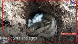 cobra with its eggs : कराडात 25 ते 30 अंड्यासह सापडता कोब्रा; नागाला सोडले सुरक्षितपणे नैसर्गिक अधिवासात