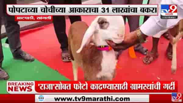 Video : पोपटाची चोच अन् राजाचं तोंड सारखंच!, किंमत तर लाखांच्या घरात, सांगलीच्या राजाचा मंत्री एकनाथ शिंदेकडून सत्कार