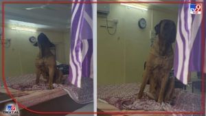 Ratnagiri Dogs Video : शासकीय विश्रामगृहात व्हीआयपी सूटमध्ये एसीत चक्क कुत्र्याची जोडी, 'समर्थाघरचे श्वान, त्यासी सर्वही देती मान',