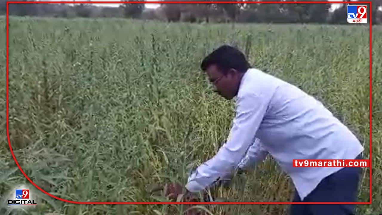 Nanded : पीक पध्दतीमध्ये बदल अन् उत्पादनात वाढ, नांदेडच्या शेतकऱ्याने करुन दाखवलं!