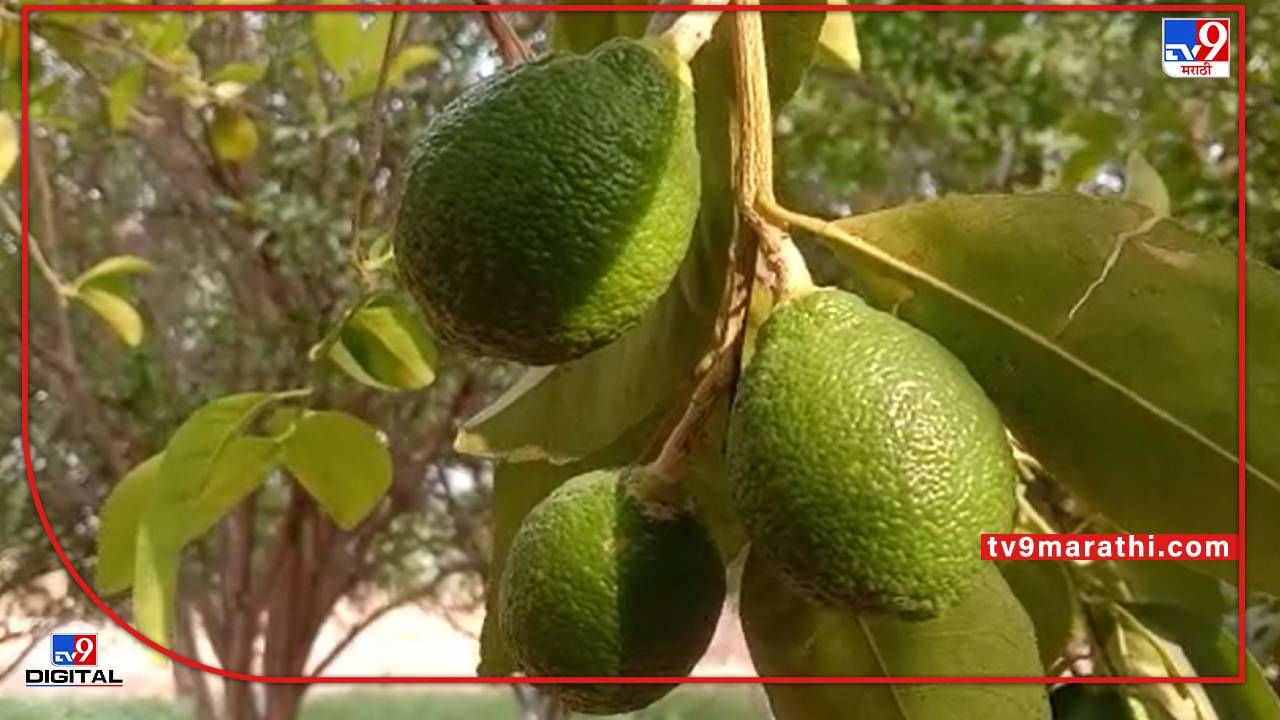 Amravati : संत्रा फळाला उन्हाची झळा, आंबिया बहर येताच फळगळ, अवकाळीनंतर वाढत्या उन्हाचा शेतकऱ्यांना 'ताप'