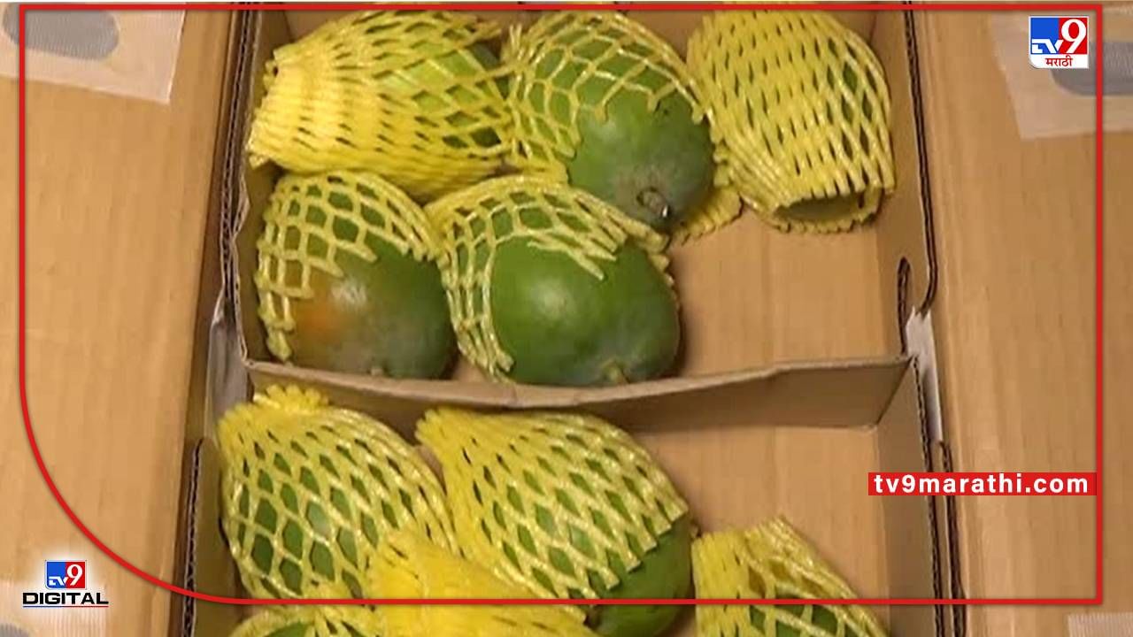 Mango Export : फळांच्या 'राजा' ची परदेश वारी, प्रतिकूल परस्थितीमध्ये हापूसचा रुबाब कायम