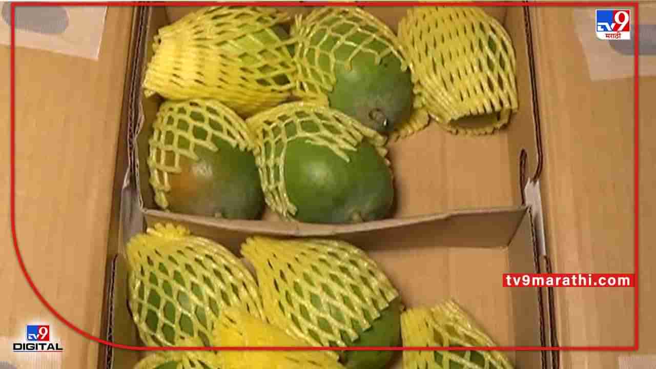 Mango Export : फळांच्या राजा ची परदेश वारी, प्रतिकूल परस्थितीमध्ये हापूसचा रुबाब कायम