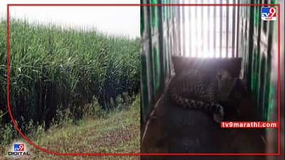 Nashik : ऊसाच्या शेतात  लपून बसलेला बिबट्या जेरबंद, वन विभागाकडून दोन बछड्यांचा शोध सुरू