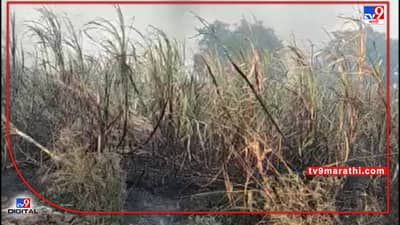 Beed : अतिरिक्त उसाची आता होळीच, गेवराईतील त्याघटनेनंतर शेतकरीच पेटवतोय ऊसाचे फड
