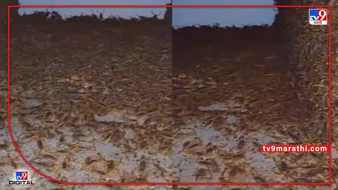 Video : घरात पडलाय हजारो विंचवांचा खच, व्हीडिओ पाहून डोकं चक्रावून जाईल...