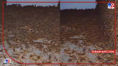 Video : घरात पडलाय हजारो विंचवांचा खच, व्हीडिओ पाहून डोकं चक्रावून जाईल...