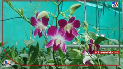 Solapur : डॉक्टरांची अशी ही शेतीची सेवा, 10 गुंठ्यामध्ये आर्किड फुलशेती