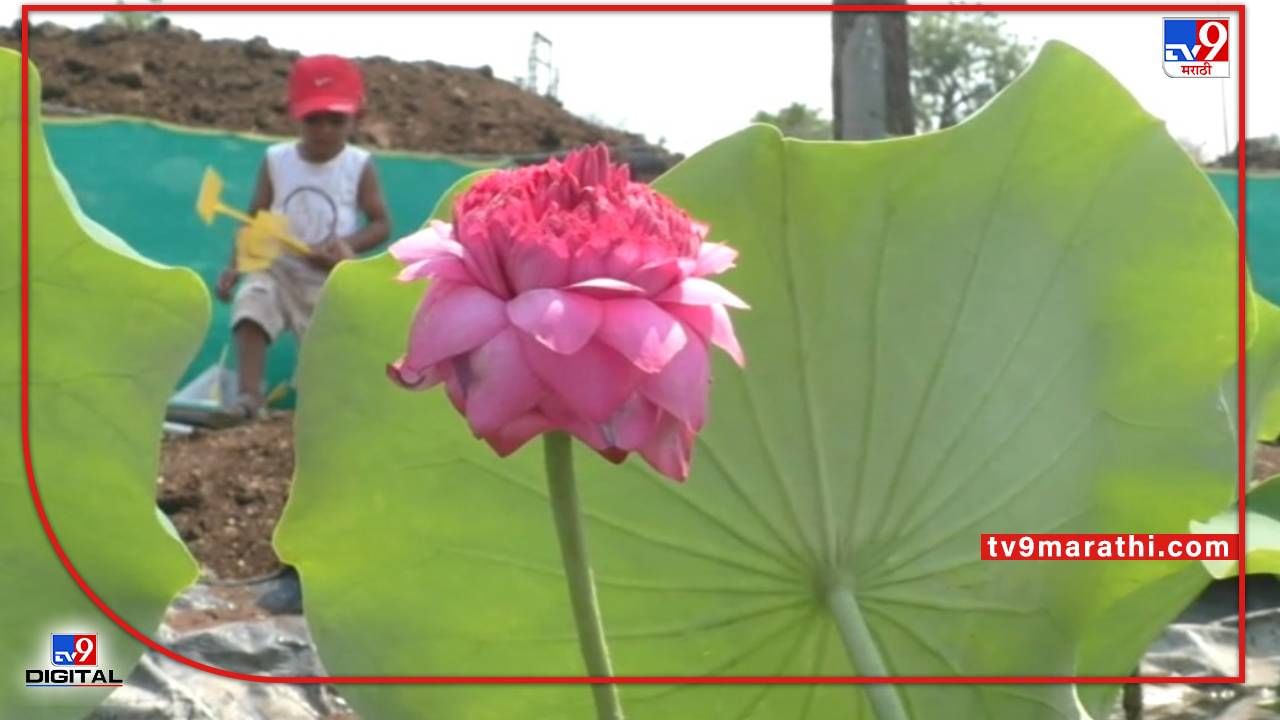 Buldana Lotus | बुलडाण्यात खडकाळ जमिनीवर फुलविले कमळ, अवघ्या 10 गुंठ्यात लाखोंचे उत्पन्न; सोशल मीडियातून रोपांची विक्री