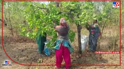 Gondia Forest | पूर्व विदर्भात हंगाम तेंदुपत्ता संकलनाचा, गोंदियात कोट्यवधींची उलाढाल; 45 हजार कुटुंबांना रोजगार