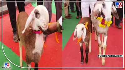 अबब..! राघू चोचीचा तब्बल 31 लाखाचा बकरा; मंत्री एकनाथ शिंदे यांच्या हस्ते राजा बकऱ्याचा सत्कार