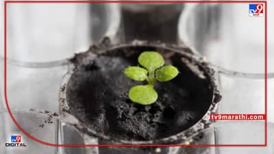 आता चंद्रावर होणार शेती, पहिल्यांदाच चंद्रावरच्या मातीत उगवली रोपं, अमेरिकन वैज्ञानिकांची कमाल