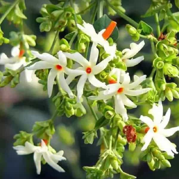 प्राजक्ताच्या झाडाची पाने आरोग्यासाठी खूप फायदेशीर आहेत. हे आरोग्याशी संबंधित अनेक समस्यांवर मात करण्यास मदत करते. जळजळ, सर्दी, खोकला समस्येपासून मुक्त होण्यास मदत होते. चला जाणून घेऊया प्राजक्ताच्या झाडाच्या पानांची आरोग्याला कोणते फायदे होतात.