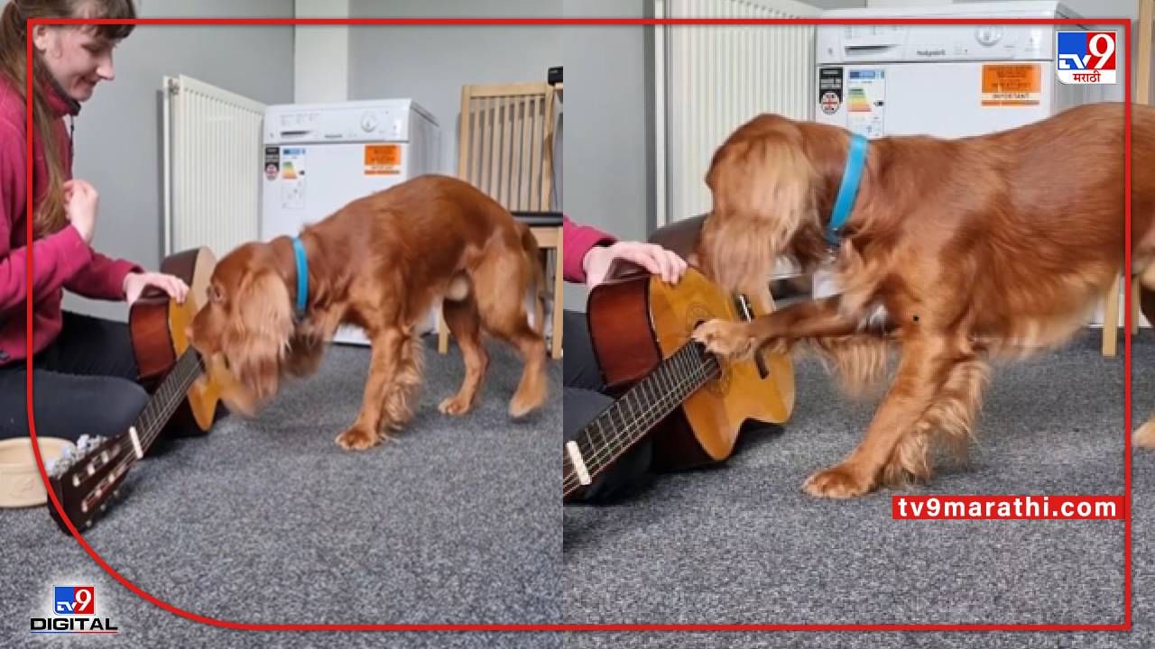 Video : जेव्हा कुत्रा गिटार वाजवतो, सुरेल कुत्र्याची सोशल मीडियावर चर्चा, 19 सेकंदाचा व्हीडिओ तुमचा मूड रिफ्रेश करेल...
