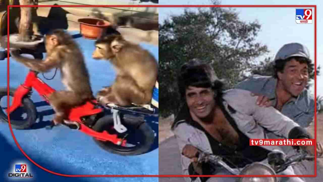 Video : दोन माकडांची दोस्ती, निव्वळ जबरदस्त, नेटकरी म्हणतात, जय-विरूची शोले जोडी