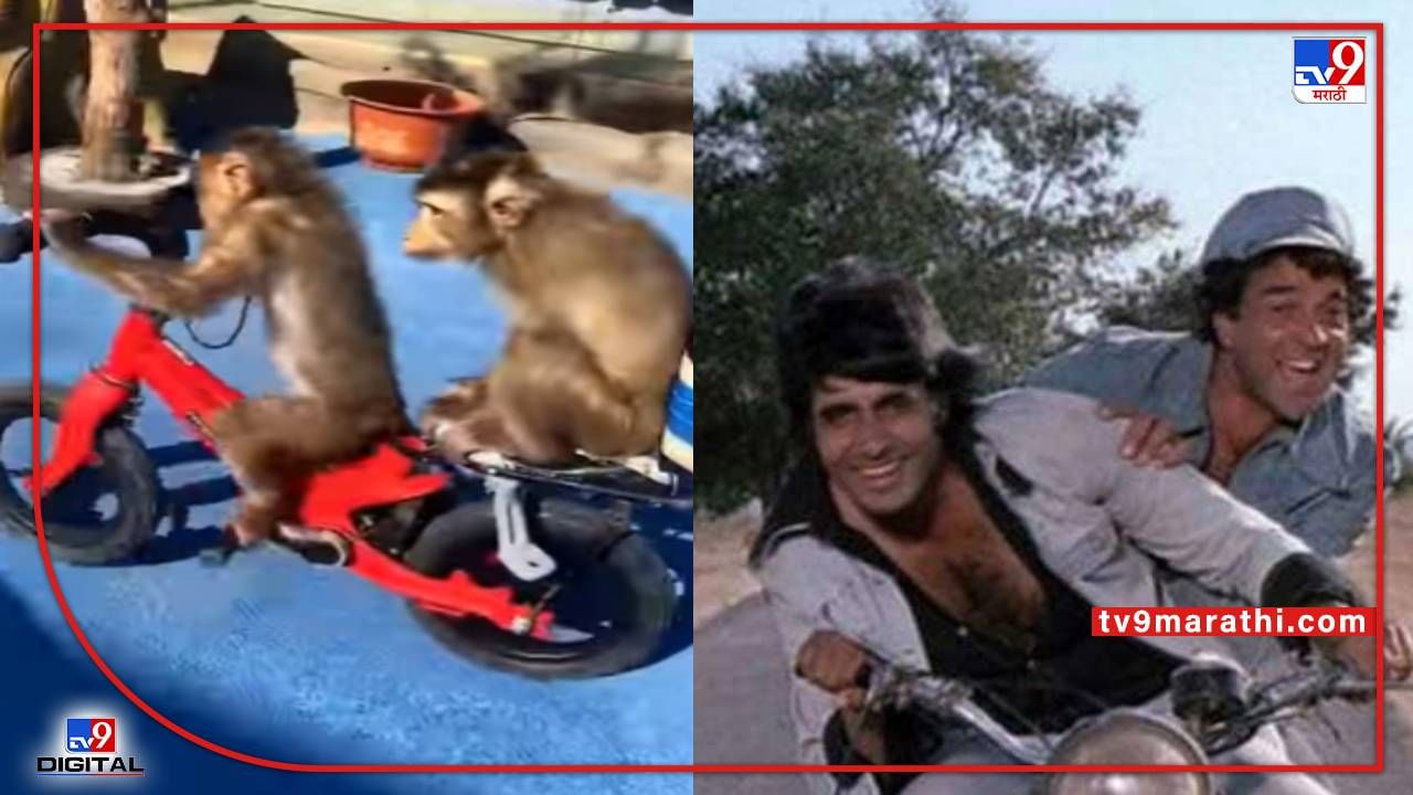 Video : दोन माकडांची दोस्ती, निव्वळ जबरदस्त, नेटकरी म्हणतात, जय-विरूची 'शोले' जोडी