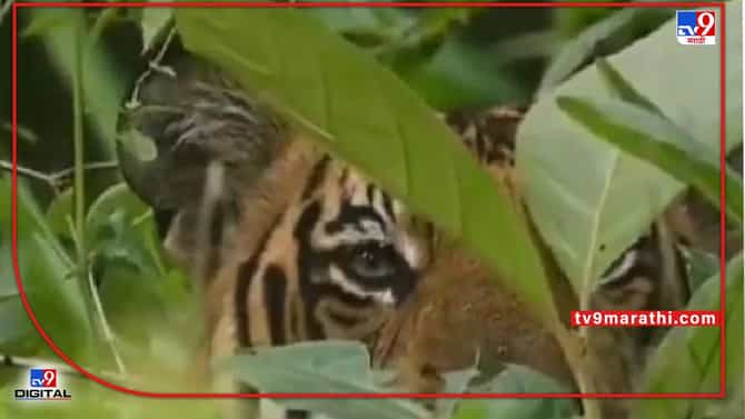 Chandrapur Tiger | चंद्रपुरात वाघाच्या हल्ल्यात महिला ठार; तेंदूपत्ता तोडणाऱ्या वृद्ध मजुराचा घेतला घास