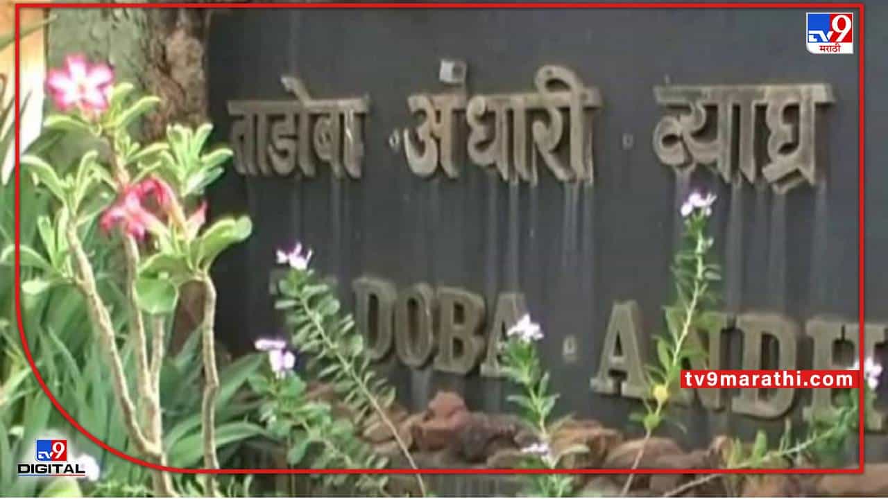 Chandrapur Tourist | अनधिकृत संकेतस्थळांमुळे पर्यटकांची फसवणूक; चंद्रपूरच्या ताडोबा-अंधारी व्याघ्र प्रकल्पातील प्रकार