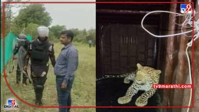 महिलांवर हल्ला करणारा नरभक्षक बिबट्या अखेर जेरबंद; ड्रोनच्या साहाय्याने शोध घेऊन बंदोबस्त