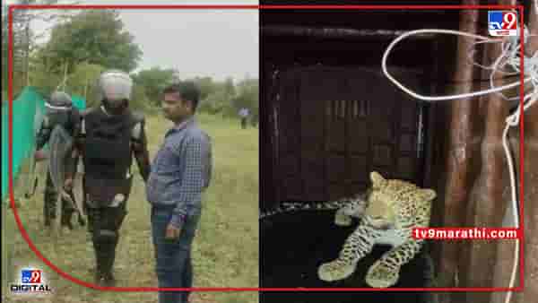 महिलांवर हल्ला करणारा नरभक्षक बिबट्या अखेर जेरबंद; ड्रोनच्या साहाय्याने शोध घेऊन बंदोबस्त