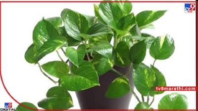 Money Plant : तुमच्या घरात लक्ष्मीचा वास हवा असेल तर, मनी प्लांट लावताना ‘या’ वास्तू नियमांकडे दुर्लक्ष करू नका.. अन्यथा होईल आर्थिक नुकसान !