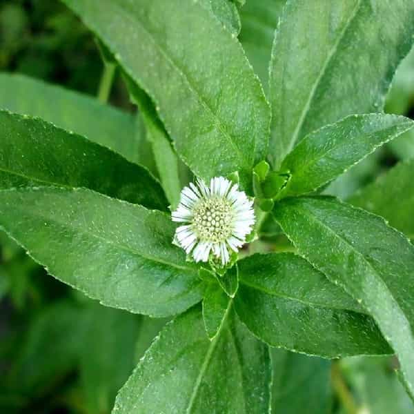 आपल्या सर्वांनाच माहिती आहे की, भृंगराज वनस्पती आपल्या केसांसाठी खूप फायदेशीर आहे. भृंगराज तेल हे भृंगराज वनस्पती अर्क आणि तेलाच्या मिश्रणातून तयार केले जाते. जे तुमच्या केसांच्या सर्व समस्यांवर रामबाण उपाय आहे. पांढरे केस, केस गळती, कोरडे केस आणि दोन तोंडी केसांची समस्या दूर करण्यासाठी भृंगराज तेल खूप जास्त फायदेशीर आहे. विशेष म्हणजे भृंगराजची वनस्पती आपल्याला सहज मिळते.