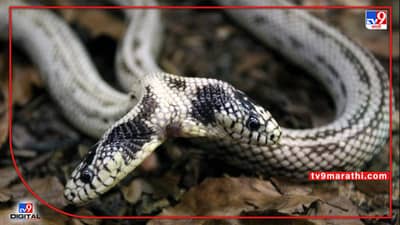 ऐकावं ते अजबच! सगळ्या तर्कांना खोटं ठरवत दोन तोंडाचा साप 17 वर्ष जिवंत, वैज्ञानिकही आश्चर्यचकीत...