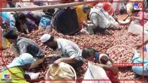 Buldhana : शेतकऱ्याचा नादच खुळा, कर्जबाजारी झाला पण पट्ट्याने फुकटातच कांदा वाटला, ग्राहकांचीही झुंबड
