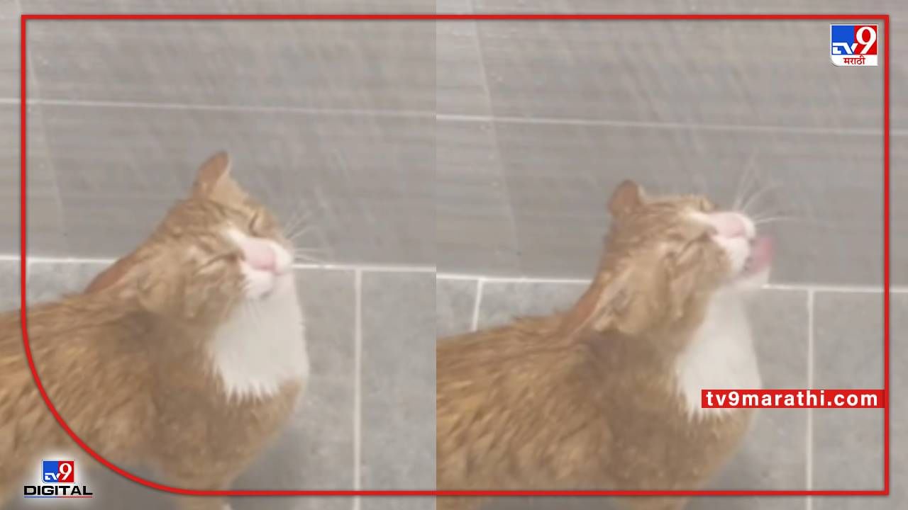 Video : ठंडे ठंडे पानी से नहाना चाहिये! तळपत्या उन्हात मांजरीची शॉवरखाली अंघोळ!
