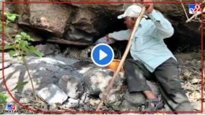 Video : बिबट्याच्या बछड्याला पाणी पाजतानाचा व्हिडीओ व्हायरल, वन कर्मचारी अशोक घुलेंचं सर्वत्र कौतुक