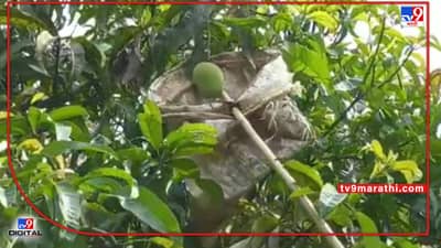 Mango : हंगामाची सुरवात अन् शेवटही पावसाच्या धास्तीतच, नैसर्गिक संकटातच पार पडला हंगाम