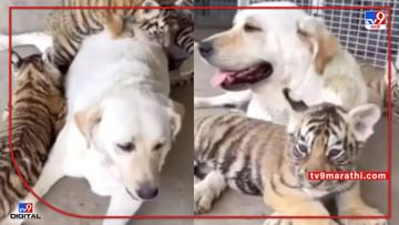Video : जन्म देऊन वाघिण निघून गेली, मग कुत्र्याने सांभाळ केला, बछड्यांना सांभाळणारा खरा 'वाघ'!