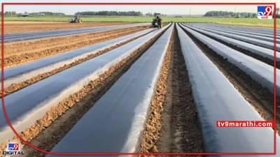Plastic Mulching : शेती वापरले जाणारे प्लास्टिक मल्चिंग धोक्याचेच, परिक्षणानंतर धक्कादायक अहवाल समोर