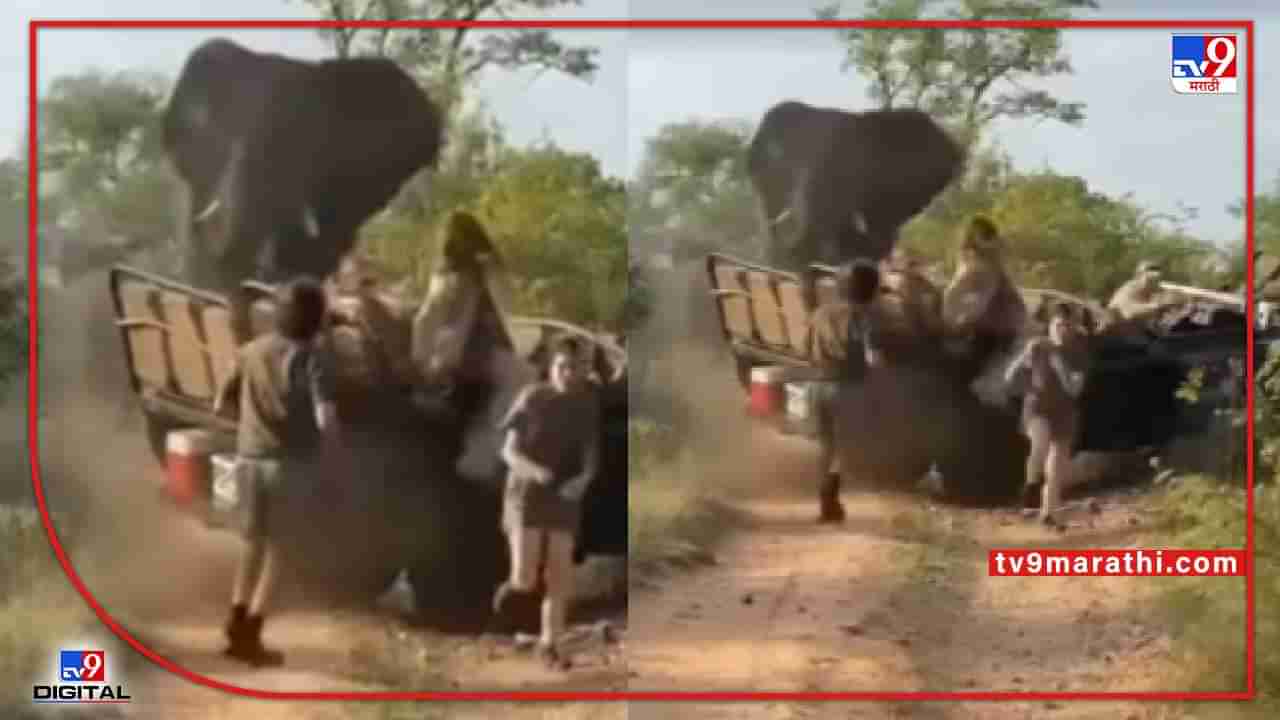 Video : जंगल सफारीसाठी गेलेल्या लोकांवर हत्तीचा हल्ला, लोक इकडून तिकडे धावू लागतात, पुढे काय घडतं? पाहा...