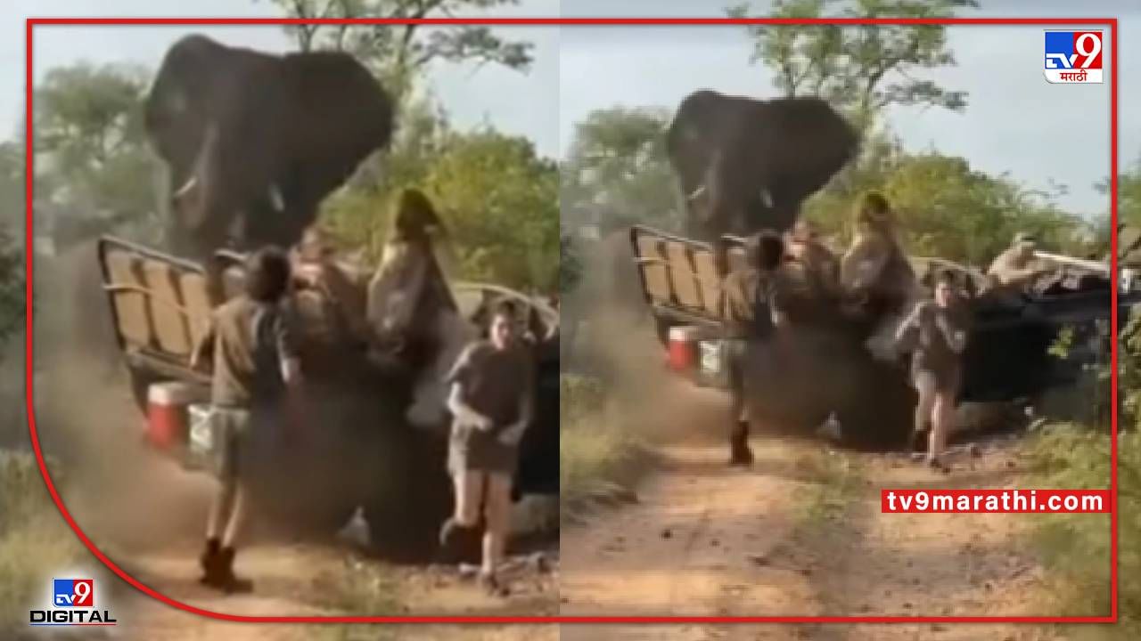 Video : जंगल सफारीसाठी गेलेल्या लोकांवर हत्तीचा हल्ला, लोक इकडून तिकडे धावू लागतात, पुढे काय घडतं? पाहा...