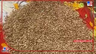 Wheat Crop: गव्हाचे उत्पादन घटले अन् दर गगणाला भिडले, विक्रमी दरासाठी शेतकऱ्यांचा Plan