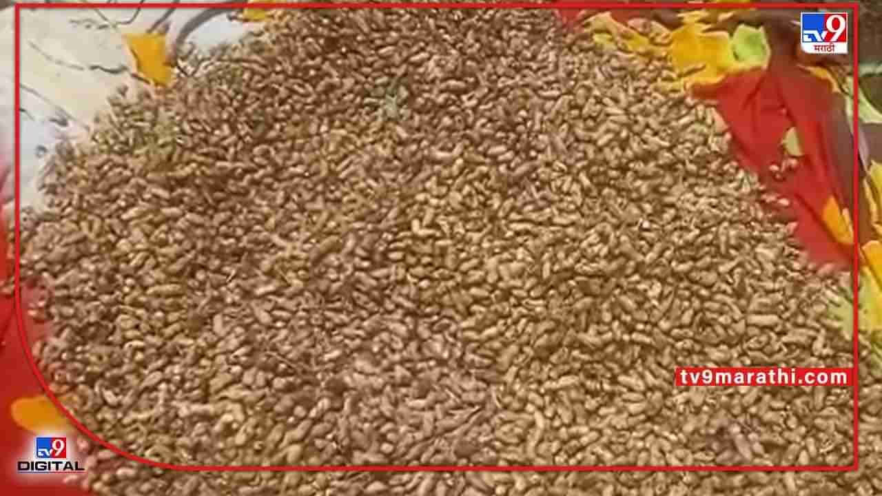Parbhani : भुईमूगाच्या शेंगालाही मिळाले मार्केट, बाजार समितीमध्ये जाहीर लिलाव
