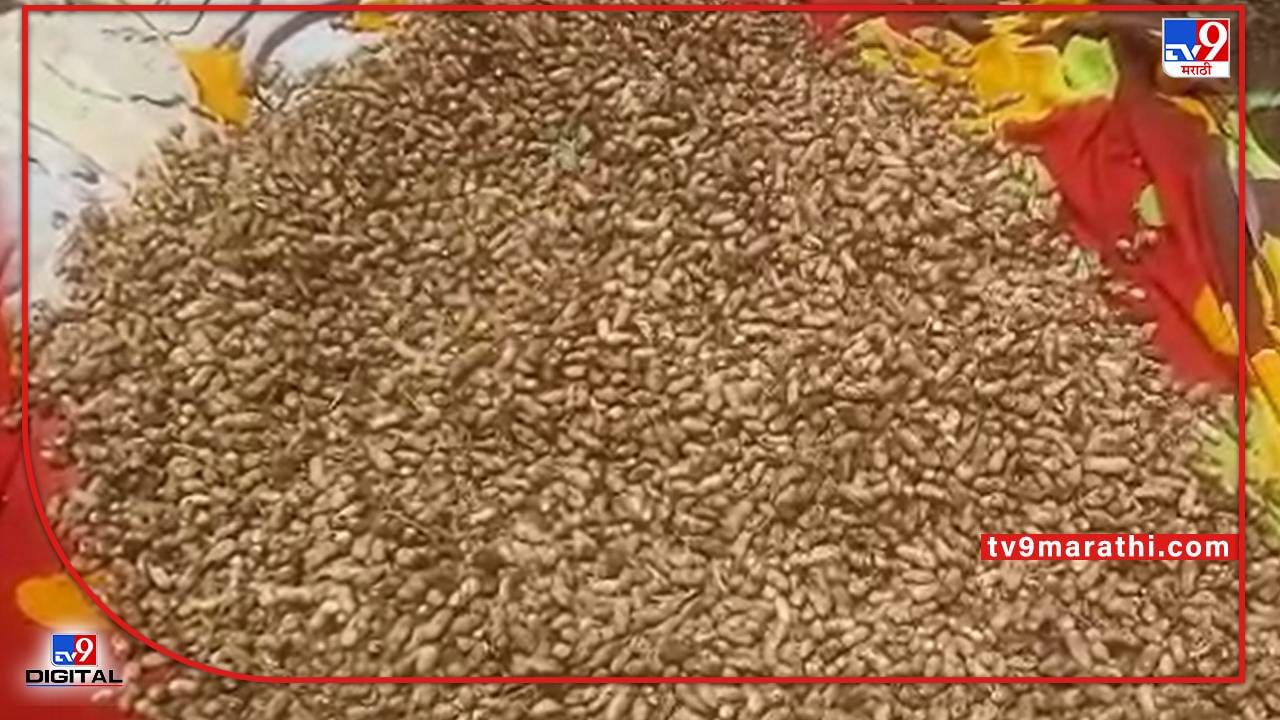 Parbhani : भुईमूगाच्या शेंगालाही मिळाले मार्केट, बाजार समितीमध्ये जाहीर लिलाव