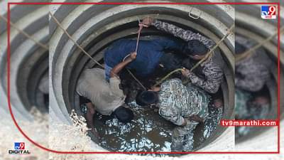 Indian bison : माजगाव-मेटवाडा परिसरात एक कठडा नसलेल्या विहिरीत पडली गव्याची दोन पिल्ली, वनविभागाच्या कर्मचाऱ्यांनी स्थानिकांच्या मदतीने काढले सुखरूप विहिरी बाहेर