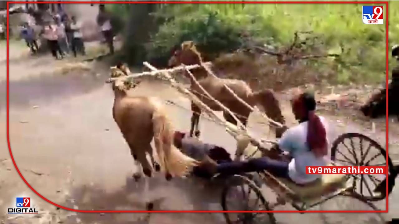VIRAL VIDEO : घोडागाडी शर्यतीत गाडीवान घोड्यांच्या टापांखाली अक्षरश: तुडवला गेला, पळता पळता गेला तोल..