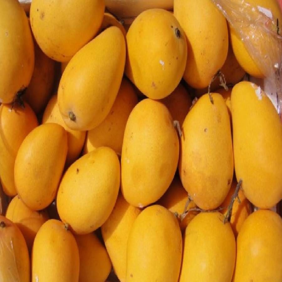 आंबा उन्हाळ्यात मोठ्या प्रमाणात खाल्ला जातो. त्यात फायबर, बीटा कॅरोटीन आणि पोटॅशियम असते. त्यामुळे रक्तदाब नियंत्रित राहतो. उन्हाळ्यात तुम्ही मँगो शेक किंवा स्मूदी यांचेही सेवन करू शकता. 
