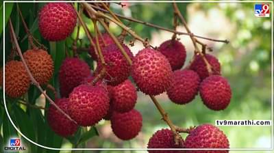 ...तर मुंबईकरांपासून लिची कोसो दूर राहणार! काय आहे कारण? जाणून घ्या