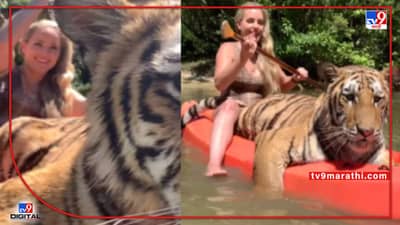 Video : नाद करा पण ह्यांचा कुठं? बाईंचं थेट वाघासोबत बोटिंग, जंगल सफारीचा हा थरार पाहायलाच हवा!