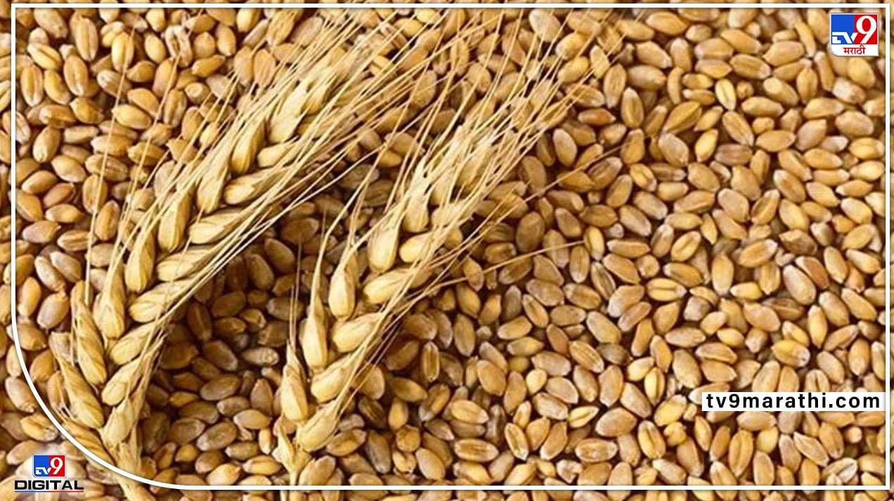 Wheat Price: गव्हाने महागाईलाही रडवले; निर्यातीवर बंदी तरीही गव्हाचे भाव गगनाला