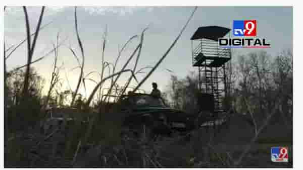 Chandrapur Forrest Machan | पर्यटकांनी अनुभवली ताडोबामधली अविस्मरणीय रात्र