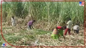 Aurangabad : अतिरिक्त ऊस फडातच राहणार, हतबल प्रशासन अन् चिंतेत शेतकरी, मराठवाड्याची स्थिती नेमकी काय?