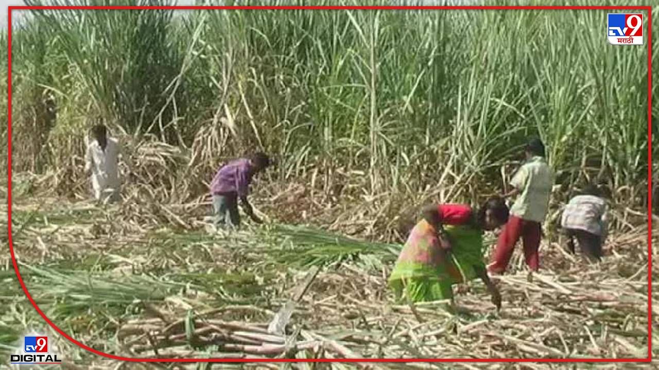 Sugarcane grant : ऊस उत्पादक शेतकरी आणि कारखानदारांसाठी सरकारचा मोठा निर्णय, अतिरिक्त ऊस गाळपासाठी अनुदानाची घोषणा
