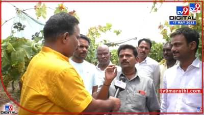 अरे कुणी शेतकऱ्याच्या द्राक्षाला भाव देतं का रे भाव ? शेतकरी हतबल