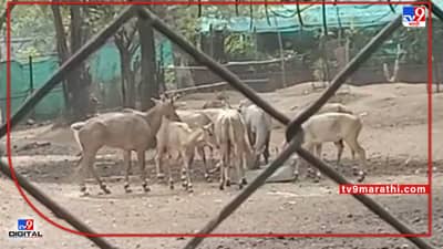 Nagpur Maharajbag | कुणी दत्तक घेता का दत्तक, नागपूरच्या महाराजबागेतील वन्यजीव पालकत्वाच्या प्रतीक्षेत